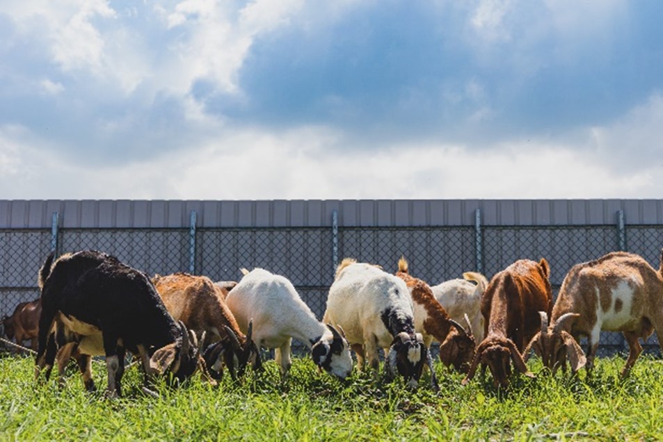 ◆宜家畜牧場提倡友善飼養理念，設立戶外放牧區提供更寬廣的活動空間