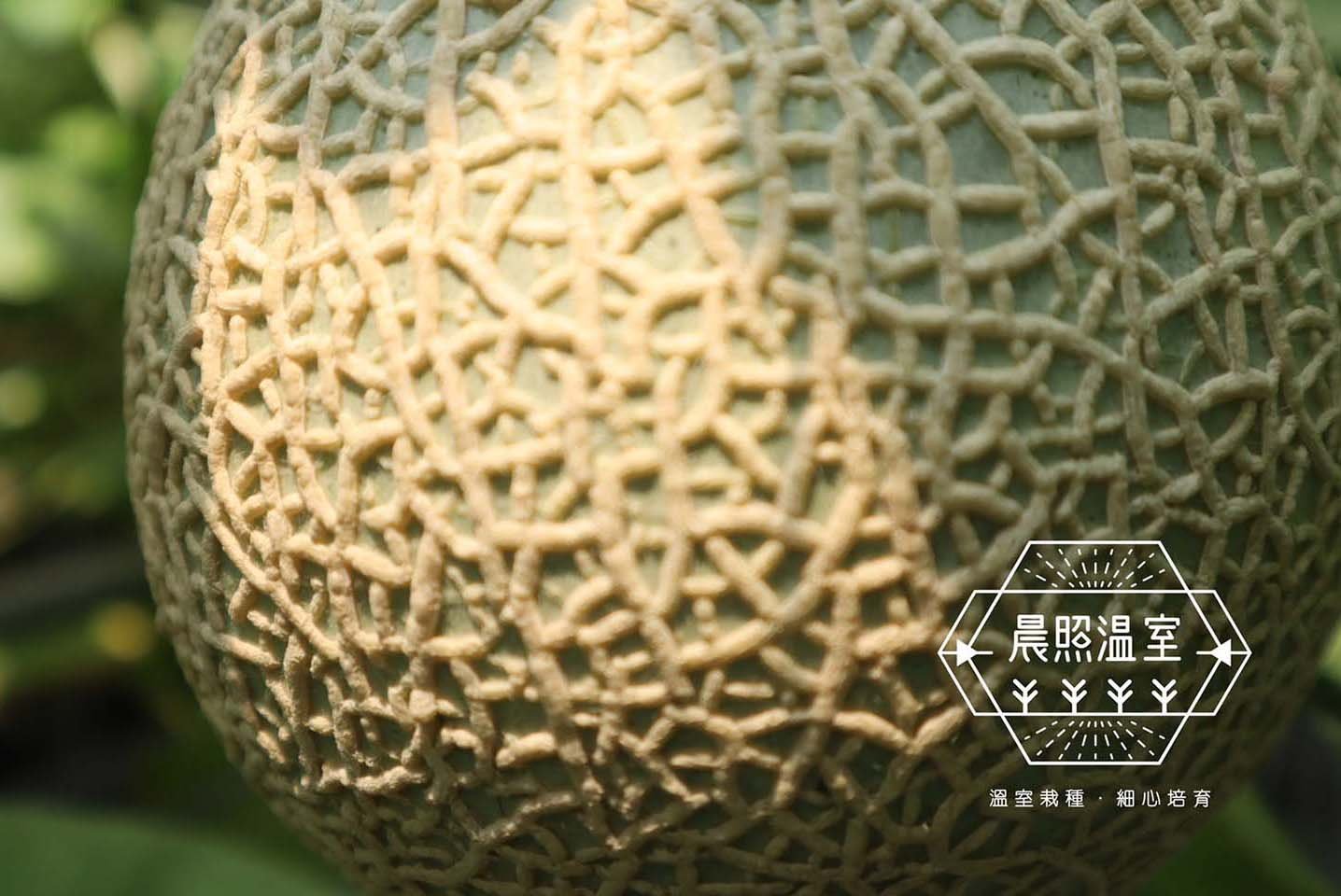 晨照溫室 - 圖片集(1)